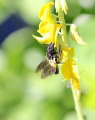 Megachile disjunctiformis