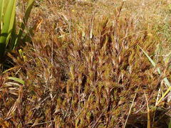 Dracophyllum pearsonii