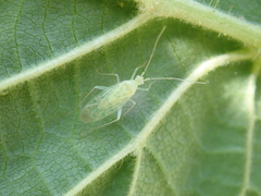 Malacocoris chlorizans