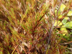 Dracophyllum pearsonii