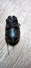 Scarabaeidae