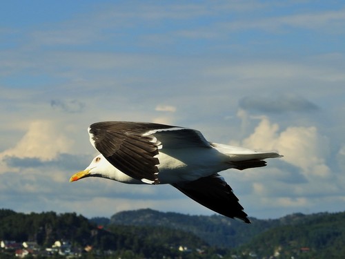Gavión atlántico (Larus marinus)