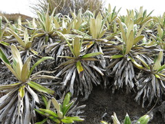 Celmisia spectabilis