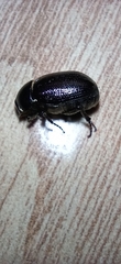 Scarabaeidae