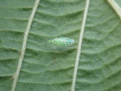 Malacocoris chlorizans