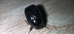 Scarabaeidae