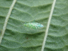 Malacocoris chlorizans