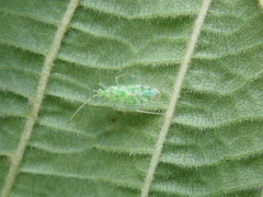 Malacocoris chlorizans