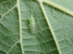 Malacocoris chlorizans