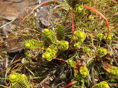 Veronica pauciramosa