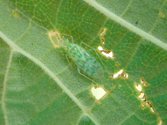 Malacocoris chlorizans