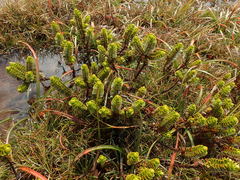 Veronica pauciramosa