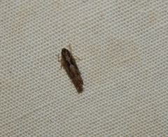 Scaphoideus omani