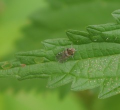 Cixius distinguendus