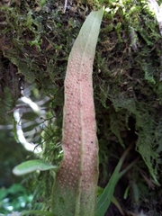 Pyrrosia davidii