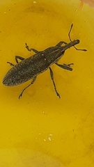 Lixus punctiventris