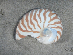 Nautilus pompilius