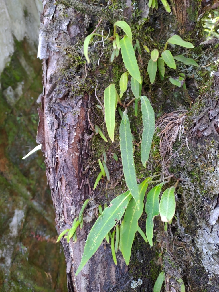 Pyrrosia davidii