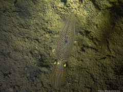 Alloteuthis subulata