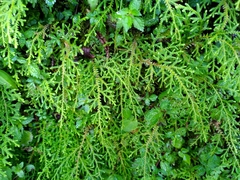 Selaginella labordei
