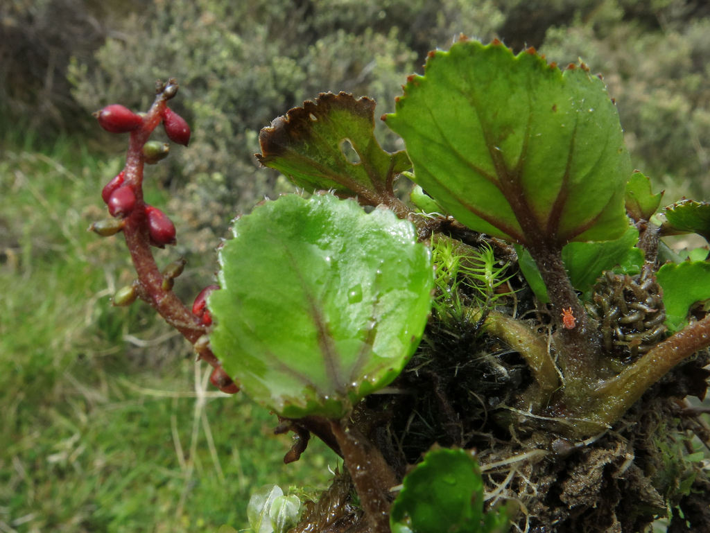 Gunnera densiflora (Gunnera densiflora)