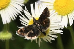 Heliothela wulfeniana