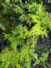 Selaginella labordei
