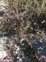 Amphithalea ericifolia