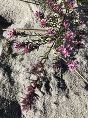 Amphithalea ericifolia