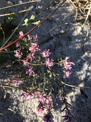 Amphithalea ericifolia