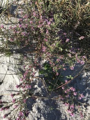 Amphithalea ericifolia