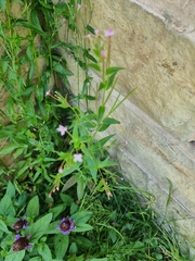 Epilobium ciliatum