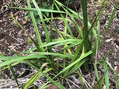 Dianella brevipedunculata