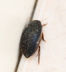 Ilybius fuliginosus