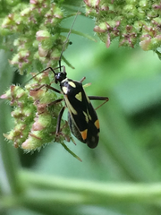 Grypocoris