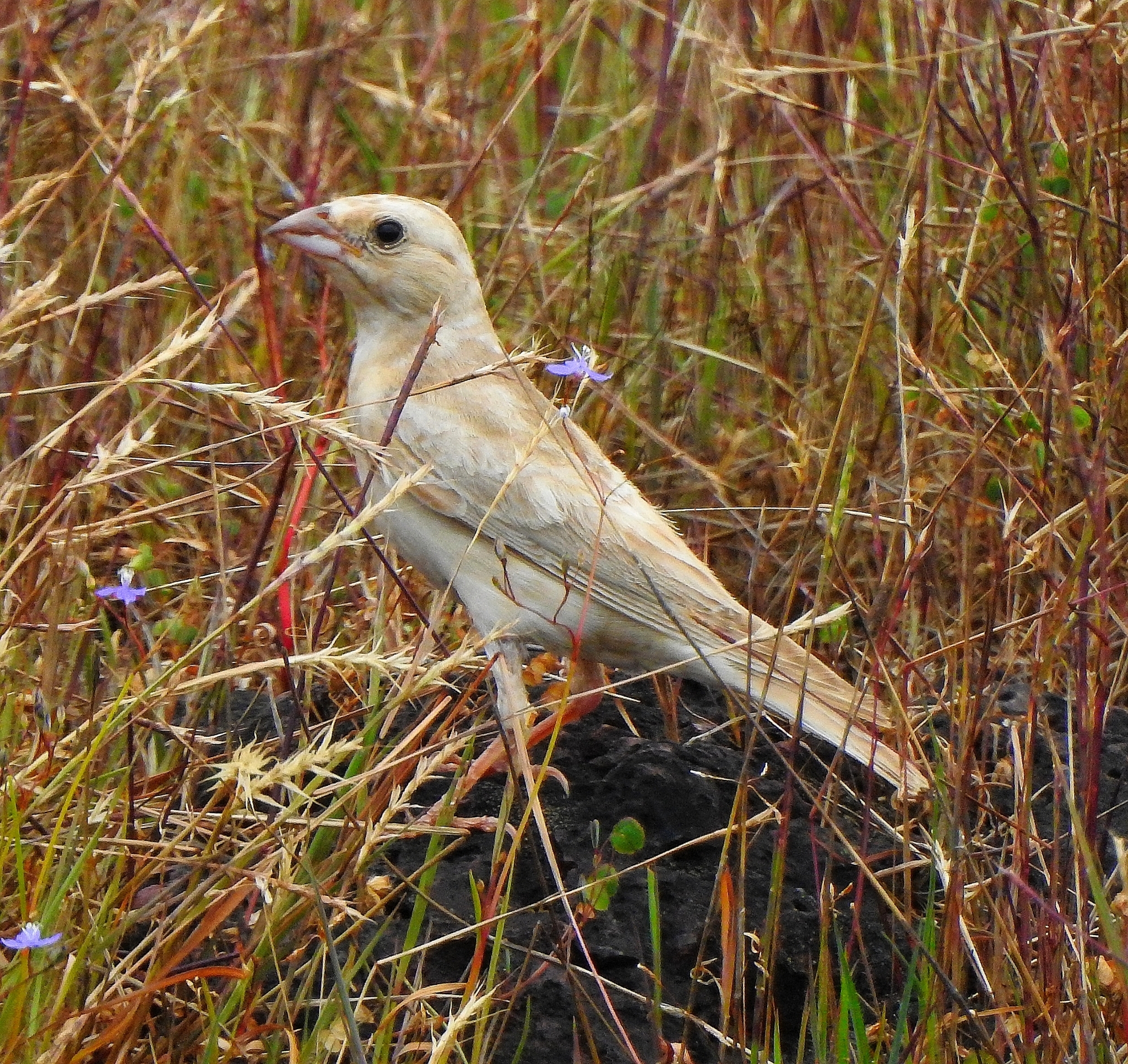 Pale Rockfinch (Carpospiza brachydactyla), photo 5
