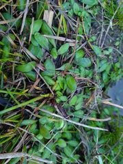 Mazus novaezeelandiae