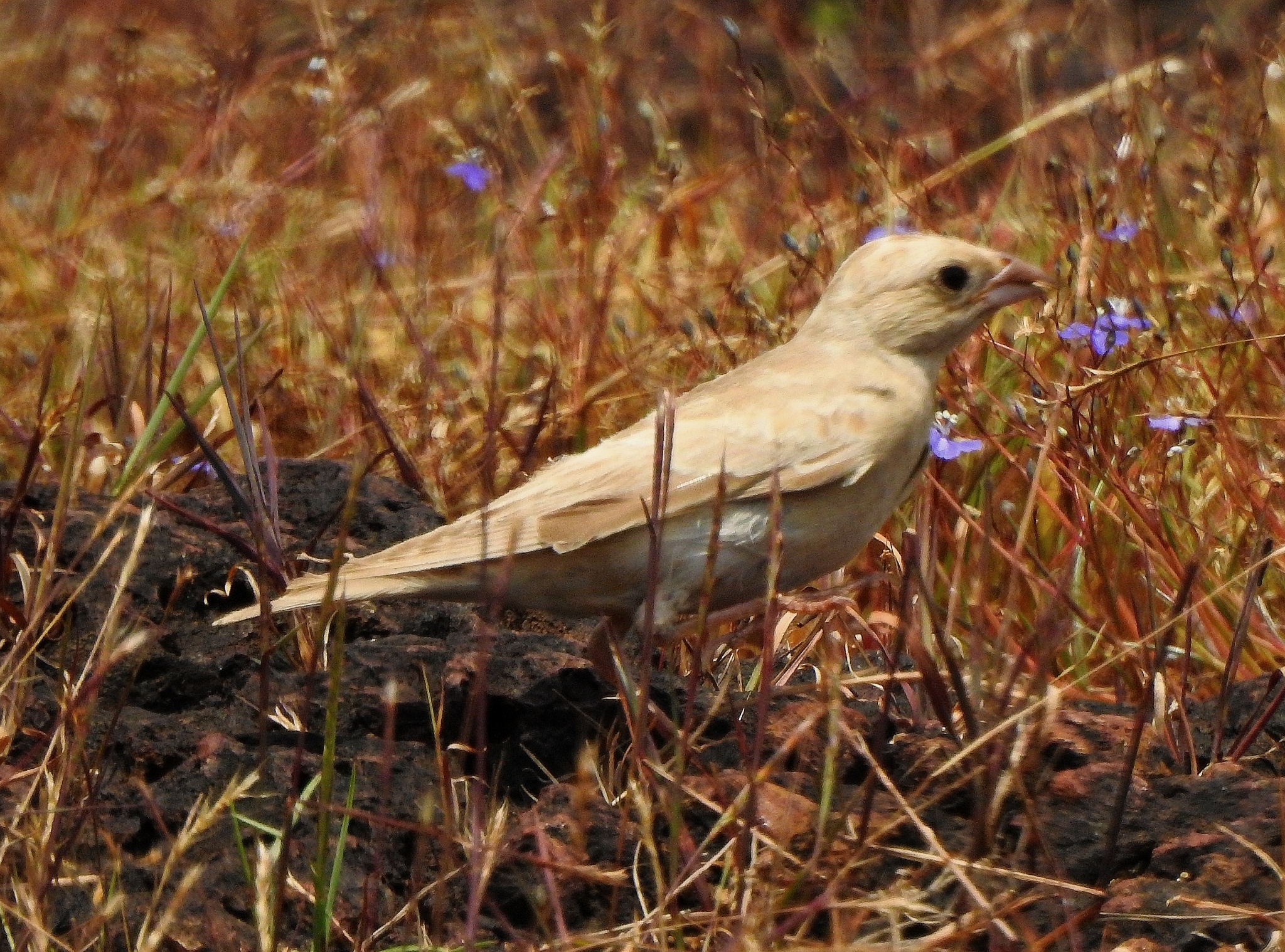 Pale Rockfinch (Carpospiza brachydactyla), photo 6