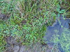 Mazus novaezeelandiae