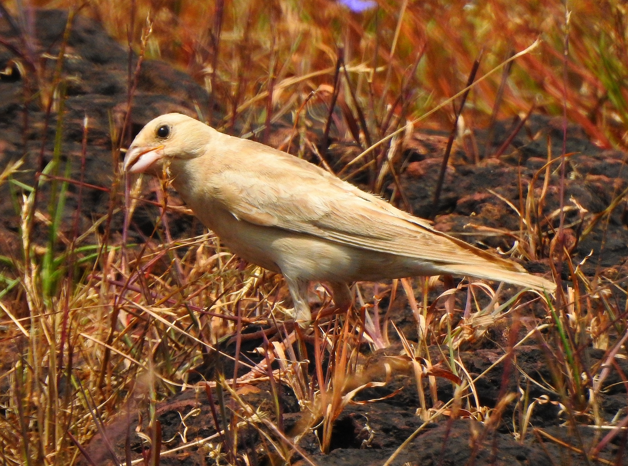 Pale Rockfinch (Carpospiza brachydactyla), photo 7