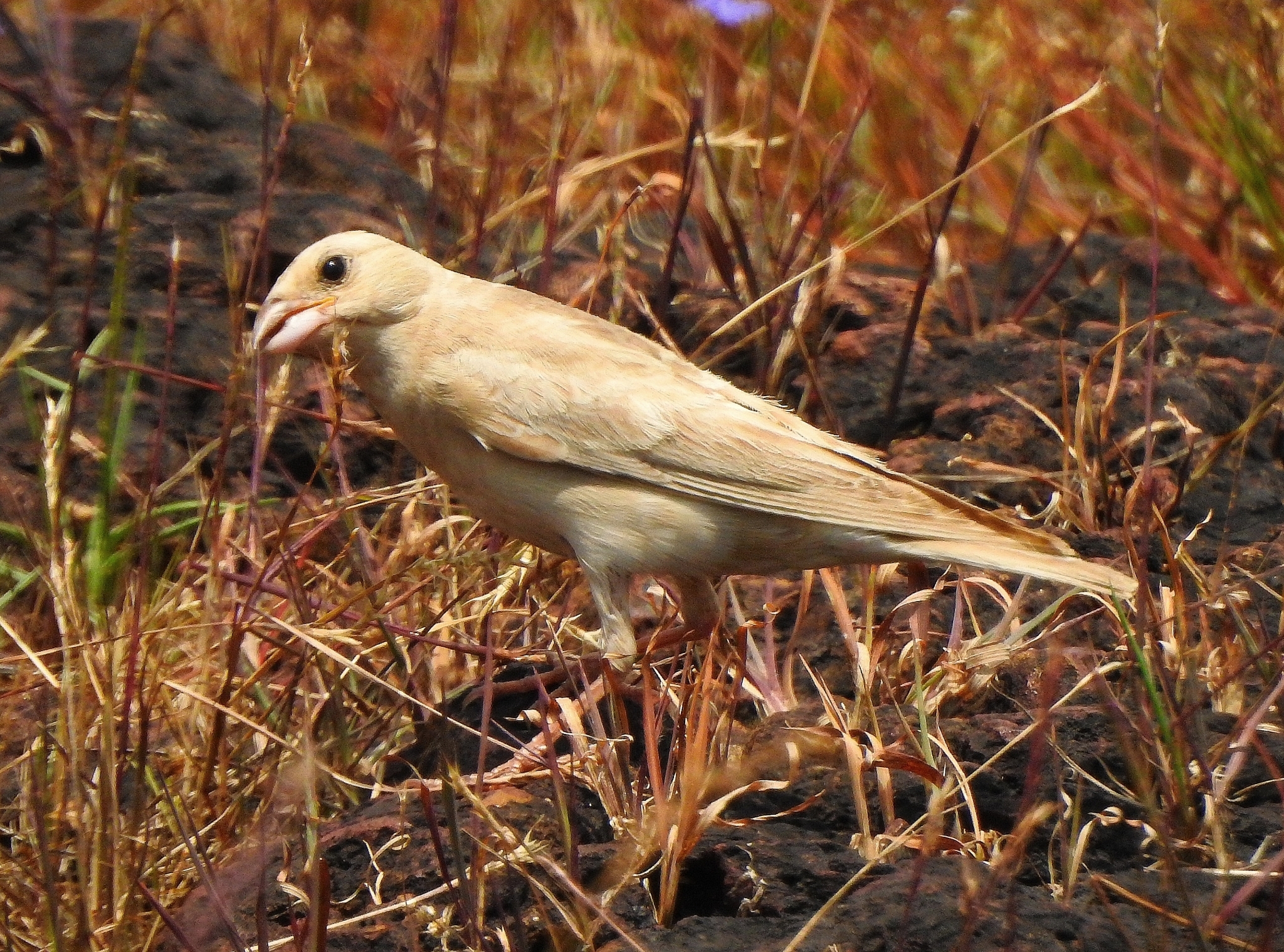 Pale Rockfinch (Carpospiza brachydactyla), photo 8