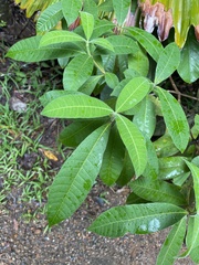 Alstonia muelleriana