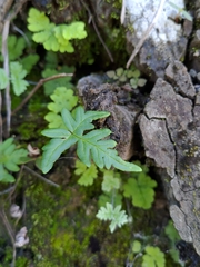 Aleuritopteris argentea