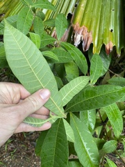Alstonia muelleriana