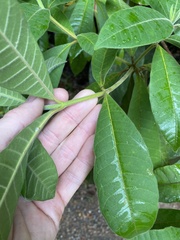Alstonia muelleriana