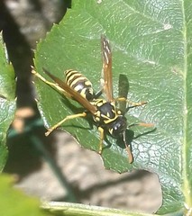 Polistes dominula
