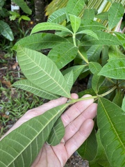 Alstonia muelleriana