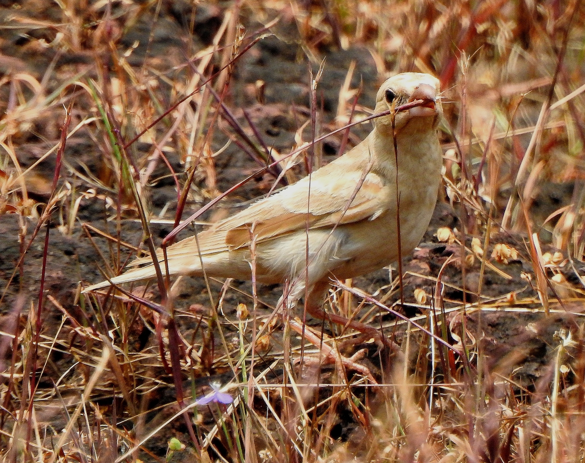 Pale Rockfinch (Carpospiza brachydactyla), photo 9