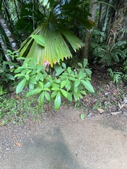Alstonia muelleriana