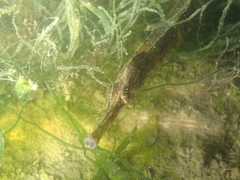 Syngnathus acus